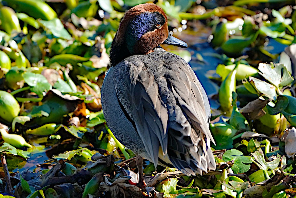 Green-winged Teal - ML615073441
