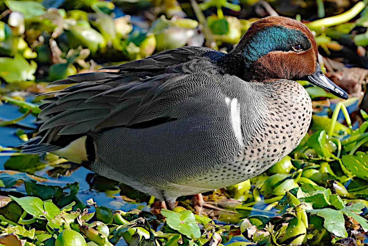 Green-winged Teal - ML615073442