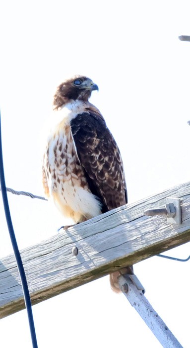 Red-tailed Hawk - ML615073473