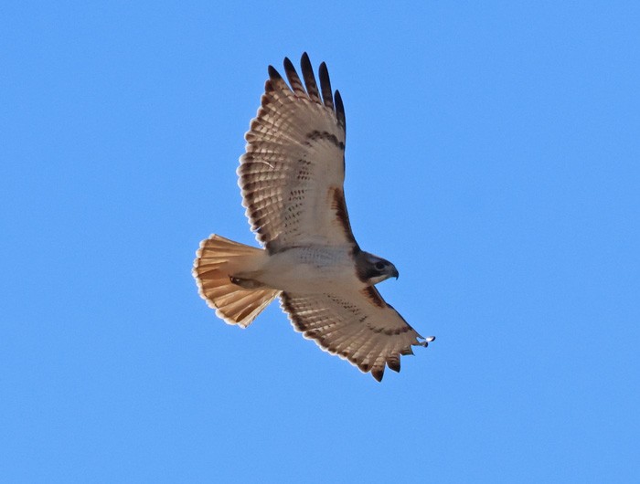 Red-tailed Hawk - ML615073474