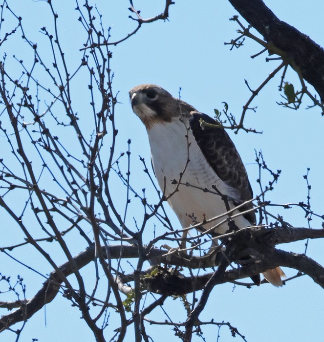 Red-tailed Hawk - ML615073475