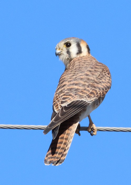 American Kestrel - ML615073512