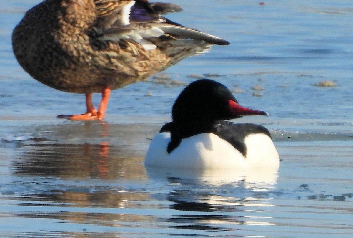 Common Merganser - ML615073539