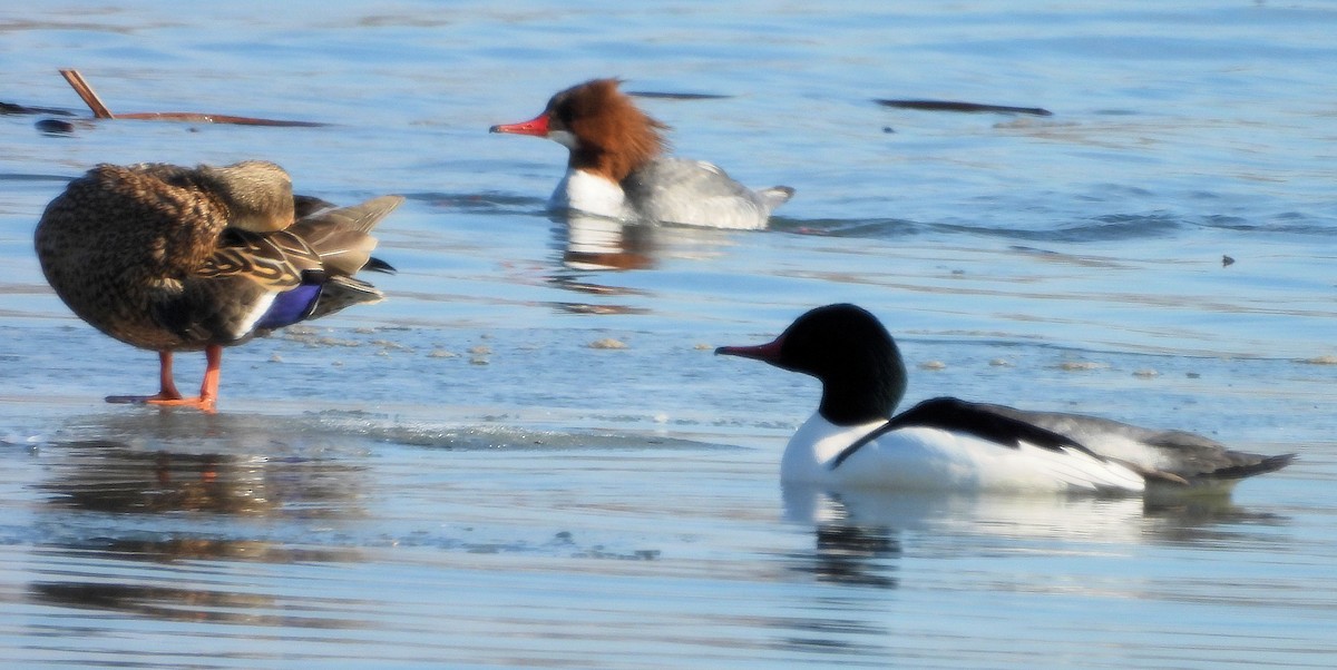 Common Merganser - Anna Kozlenko