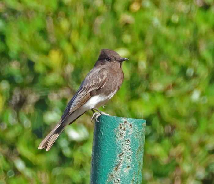 Black Phoebe - ML615073569