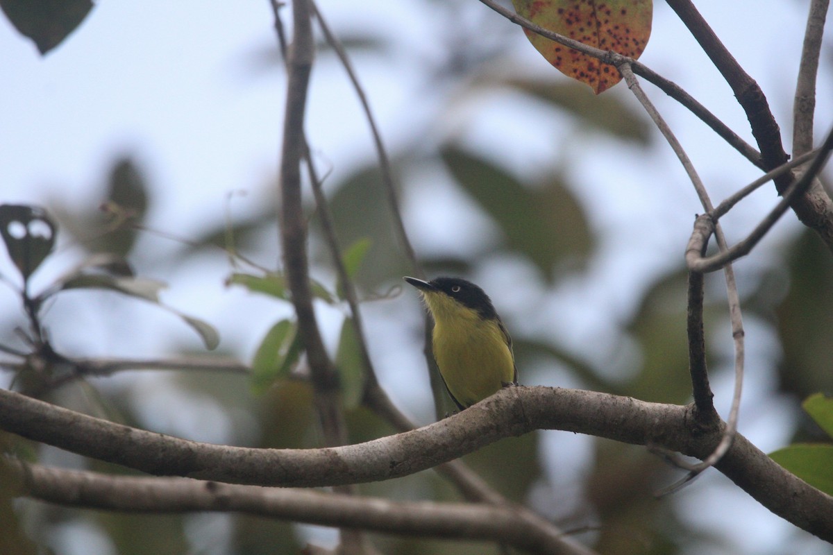 Common Tody-Flycatcher - ML615073585