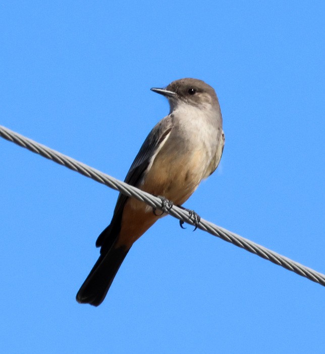 Say's Phoebe - ML615073586