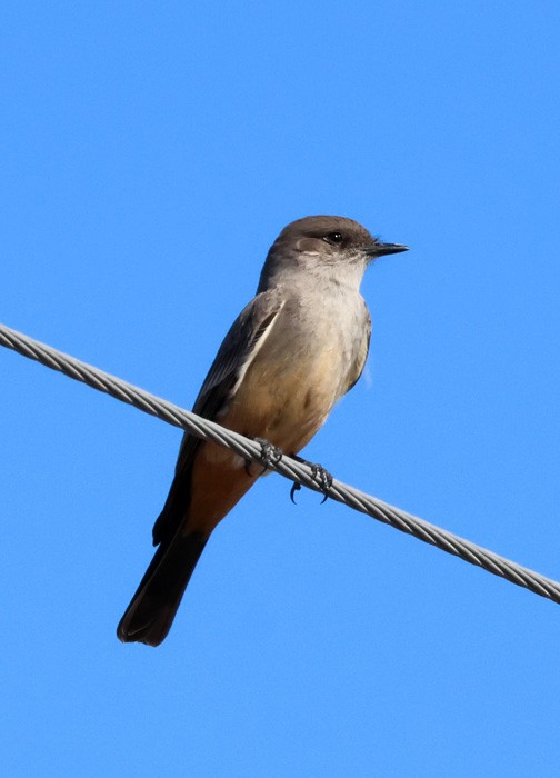 Say's Phoebe - ML615073587