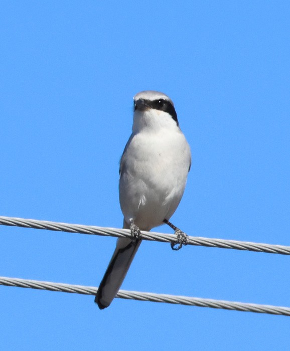 Loggerhead Shrike - ML615073616