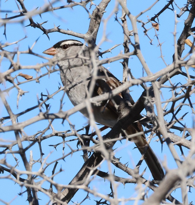 White-crowned Sparrow - ML615073635