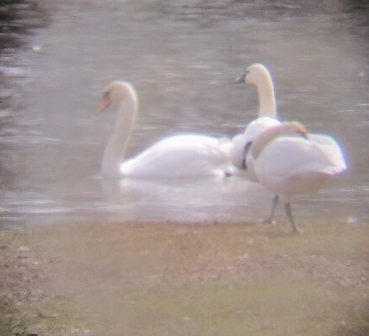 コハクチョウ - ML615073666