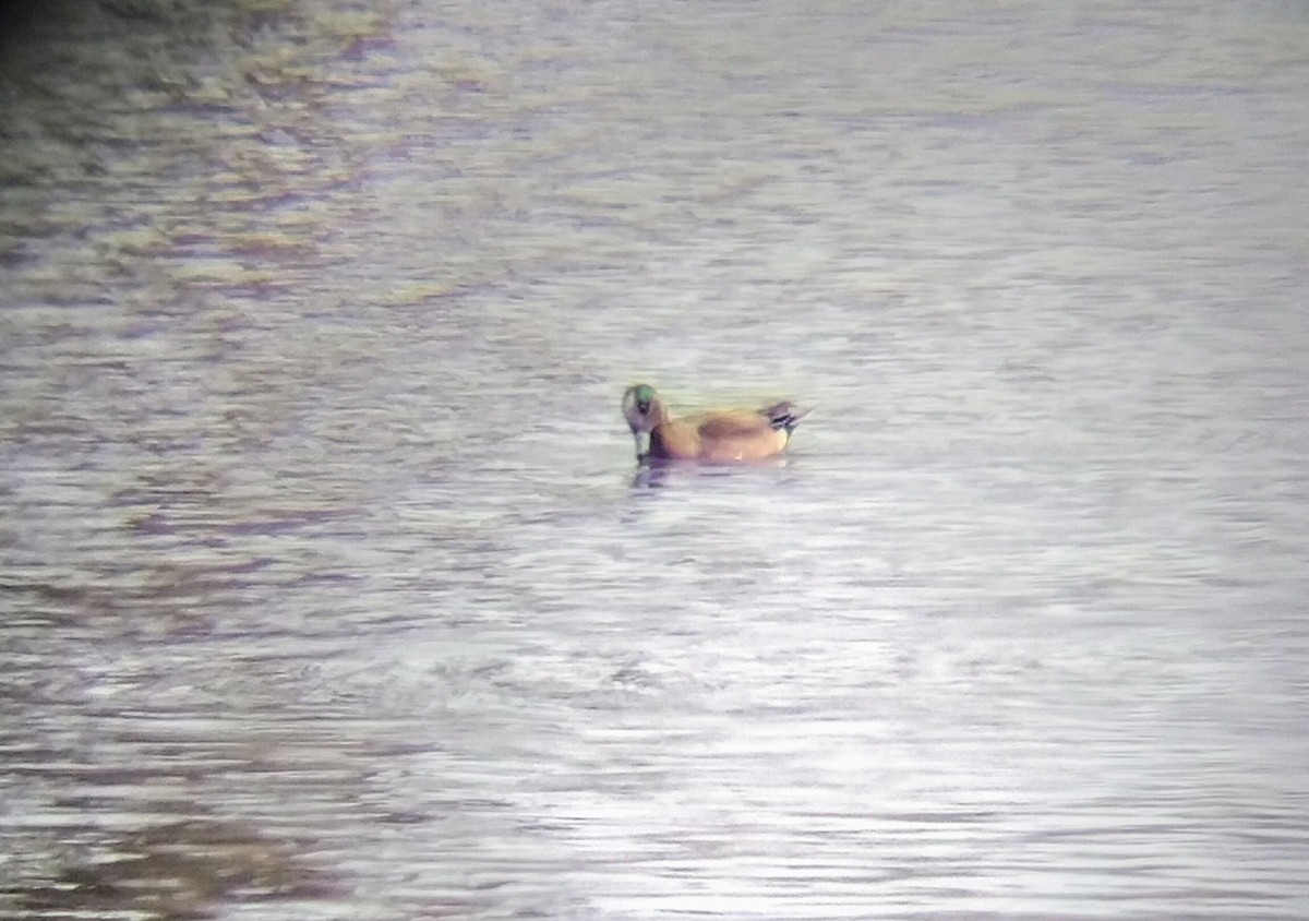 アメリカヒドリ - ML615073679