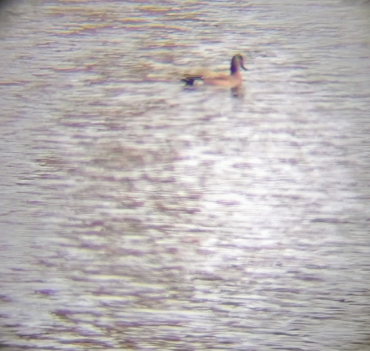 アメリカヒドリ - ML615073680