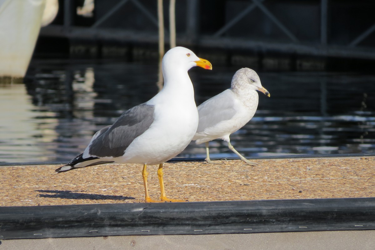 Yellow-footed Gull - Marcie Oliva