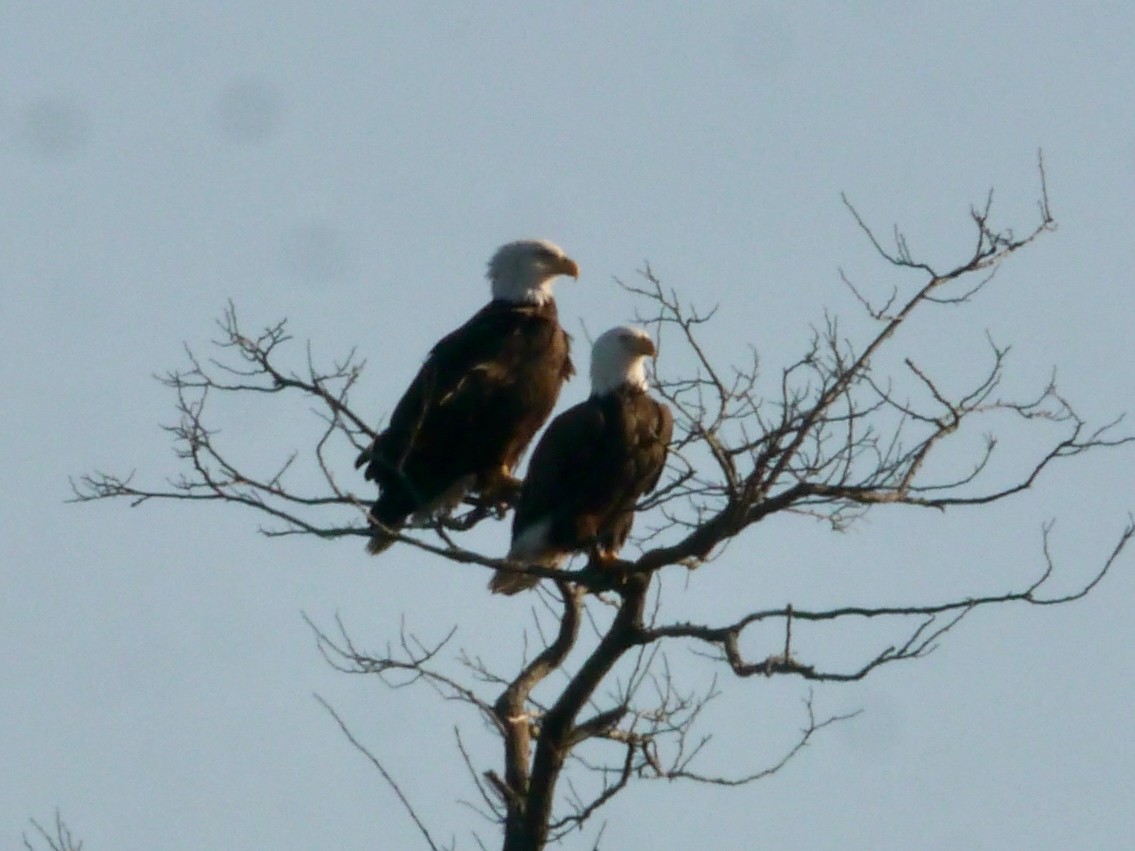 Weißkopf-Seeadler - ML615073792