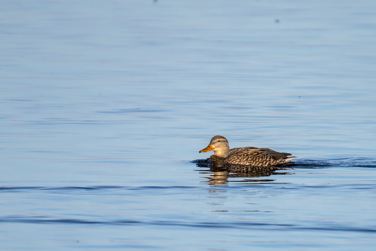 Canard colvert - ML615073834