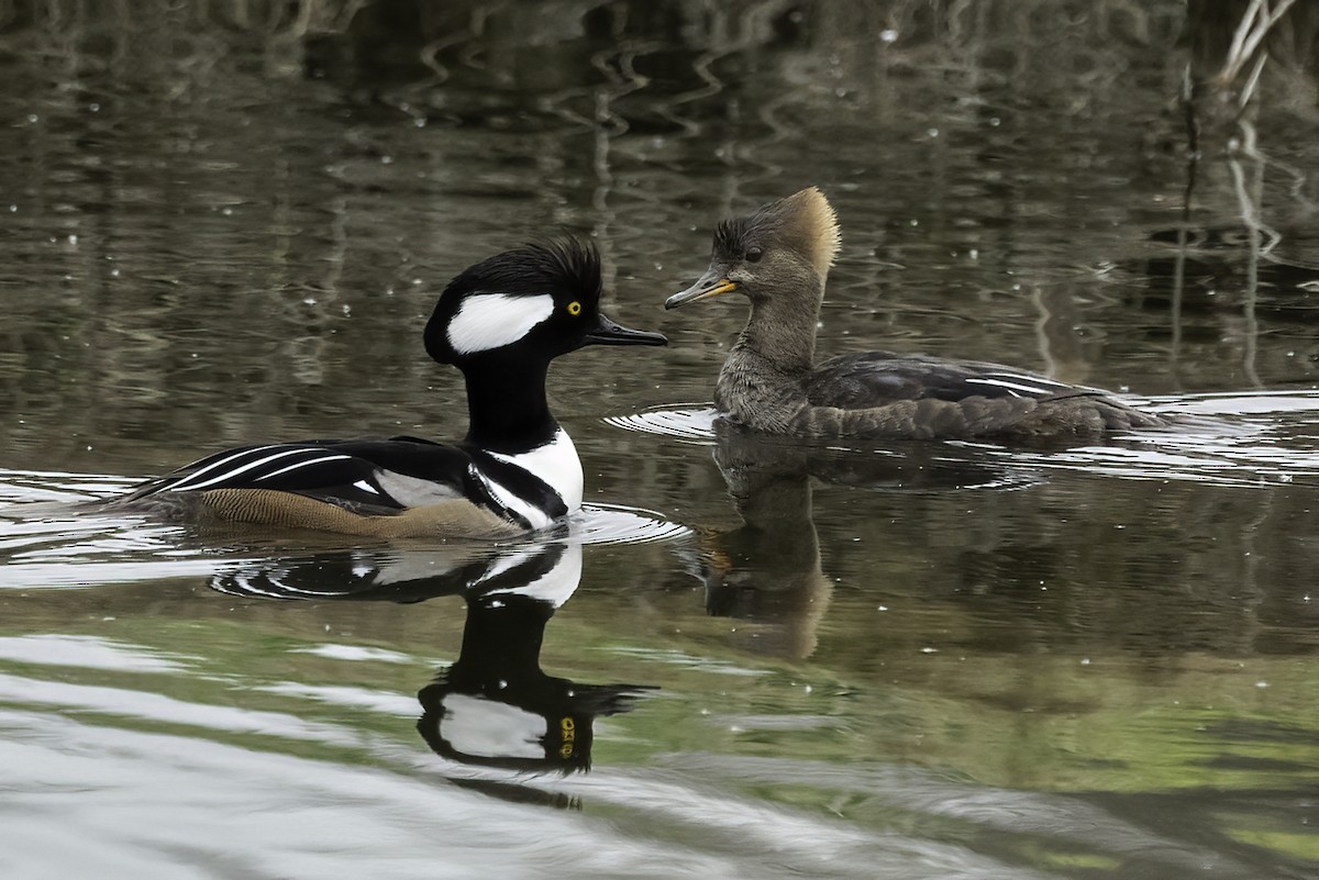 Hooded Merganser - ML615073877