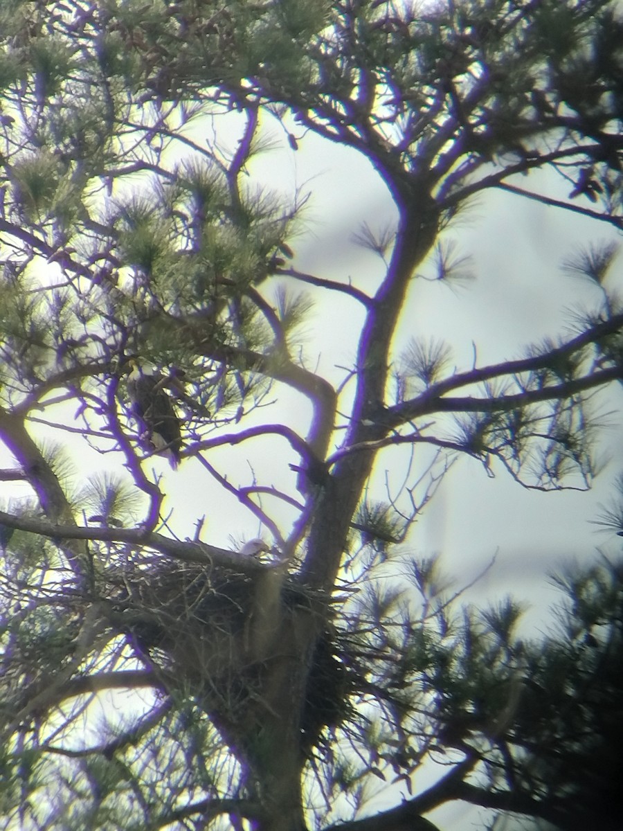 ハクトウワシ - ML615073907