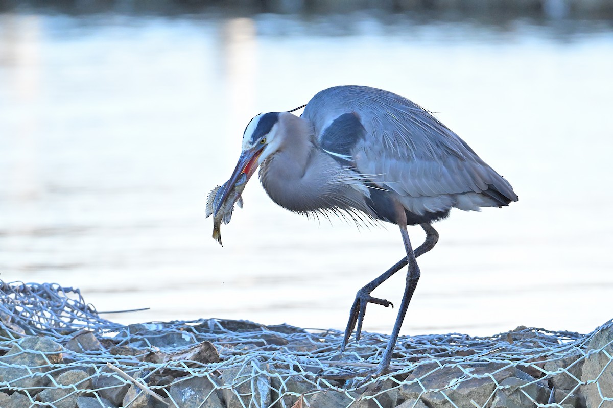 Great Blue Heron - ML615073970