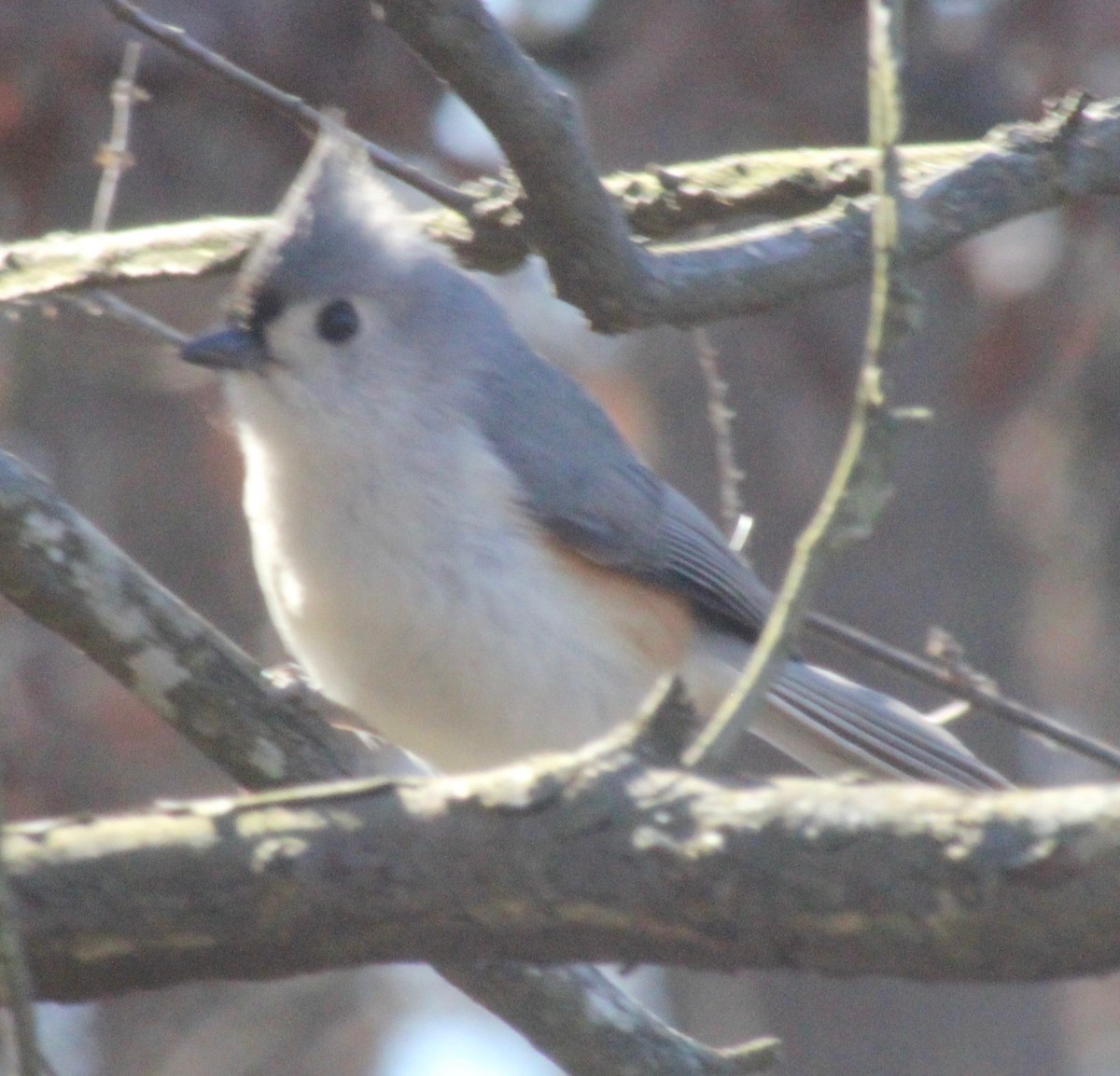 Tufted Titmouse - ML615073984
