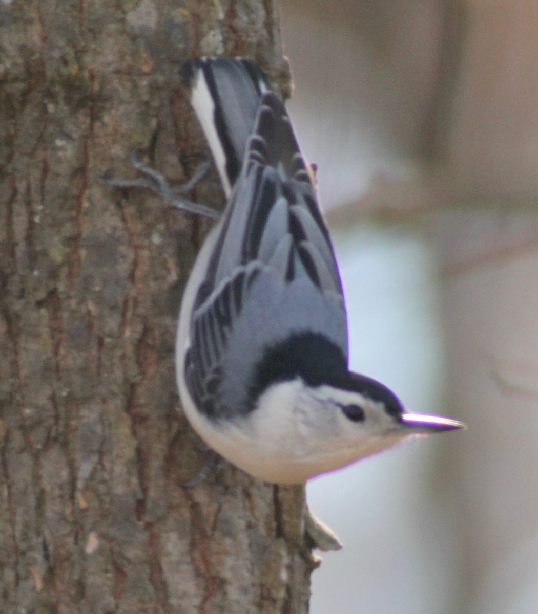 White-breasted Nuthatch - ML615073991