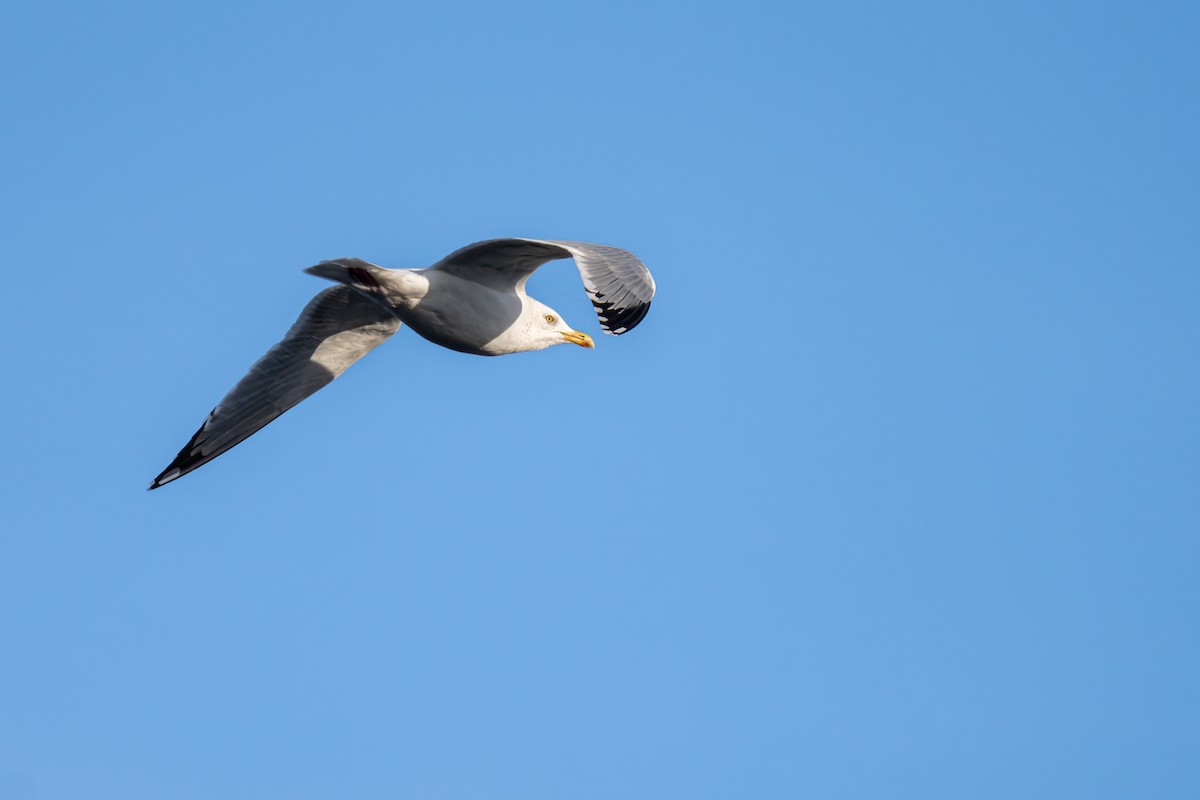 Herring Gull - ML615074021