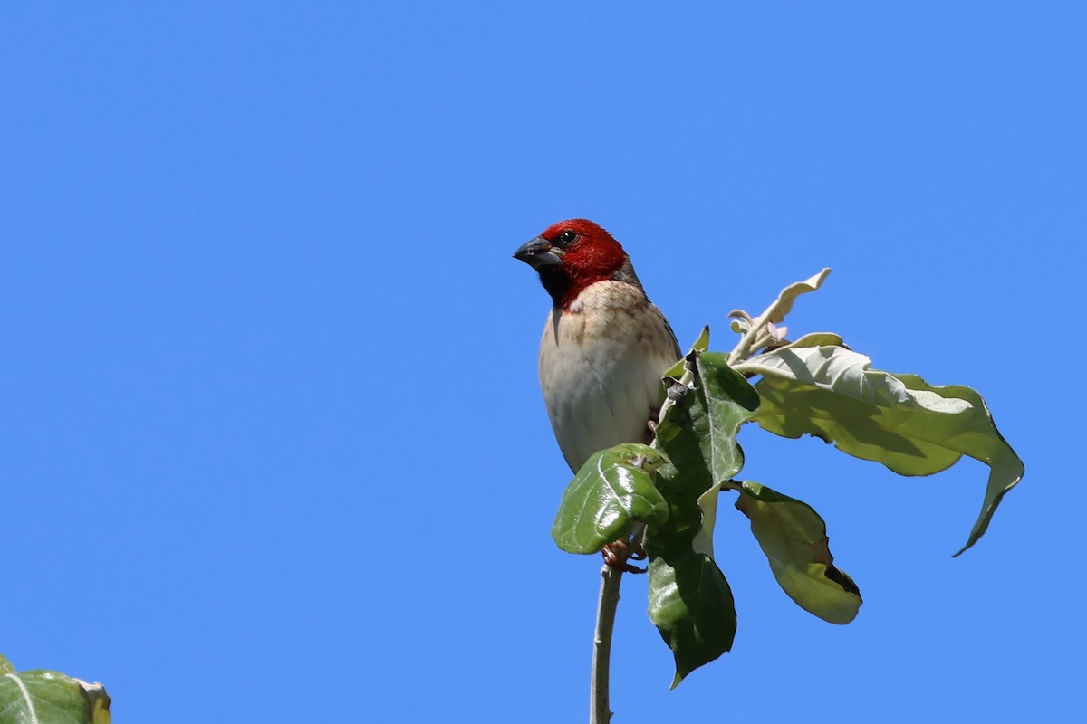 Red-headed Quelea - ML615074109