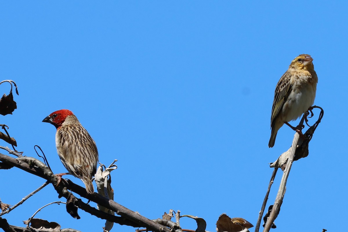 Red-headed Quelea - ML615074111