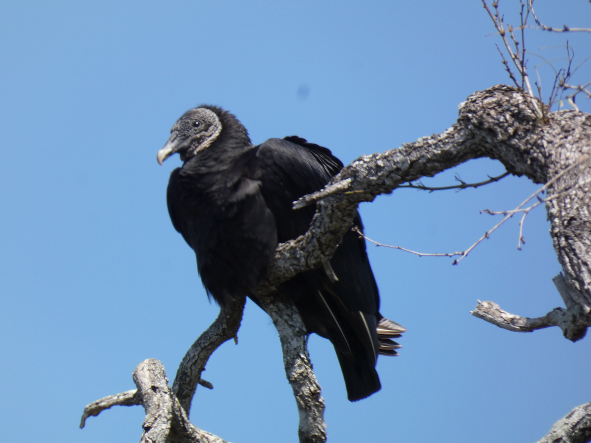 Black Vulture - ML615074115