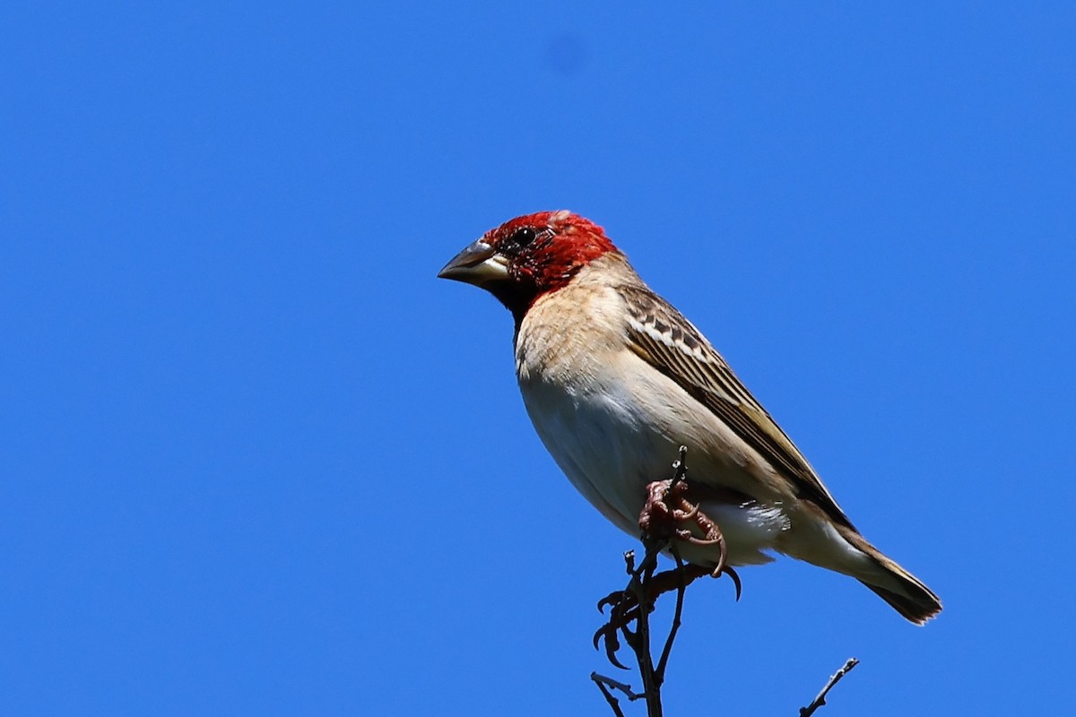 Red-headed Quelea - ML615074119