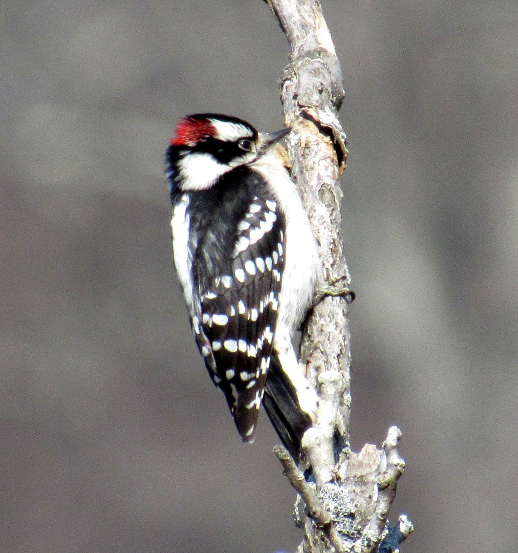 Downy Woodpecker - ML615074126