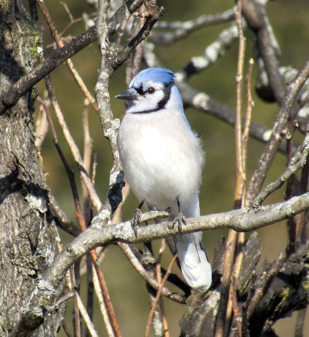 Blue Jay - ML615074202