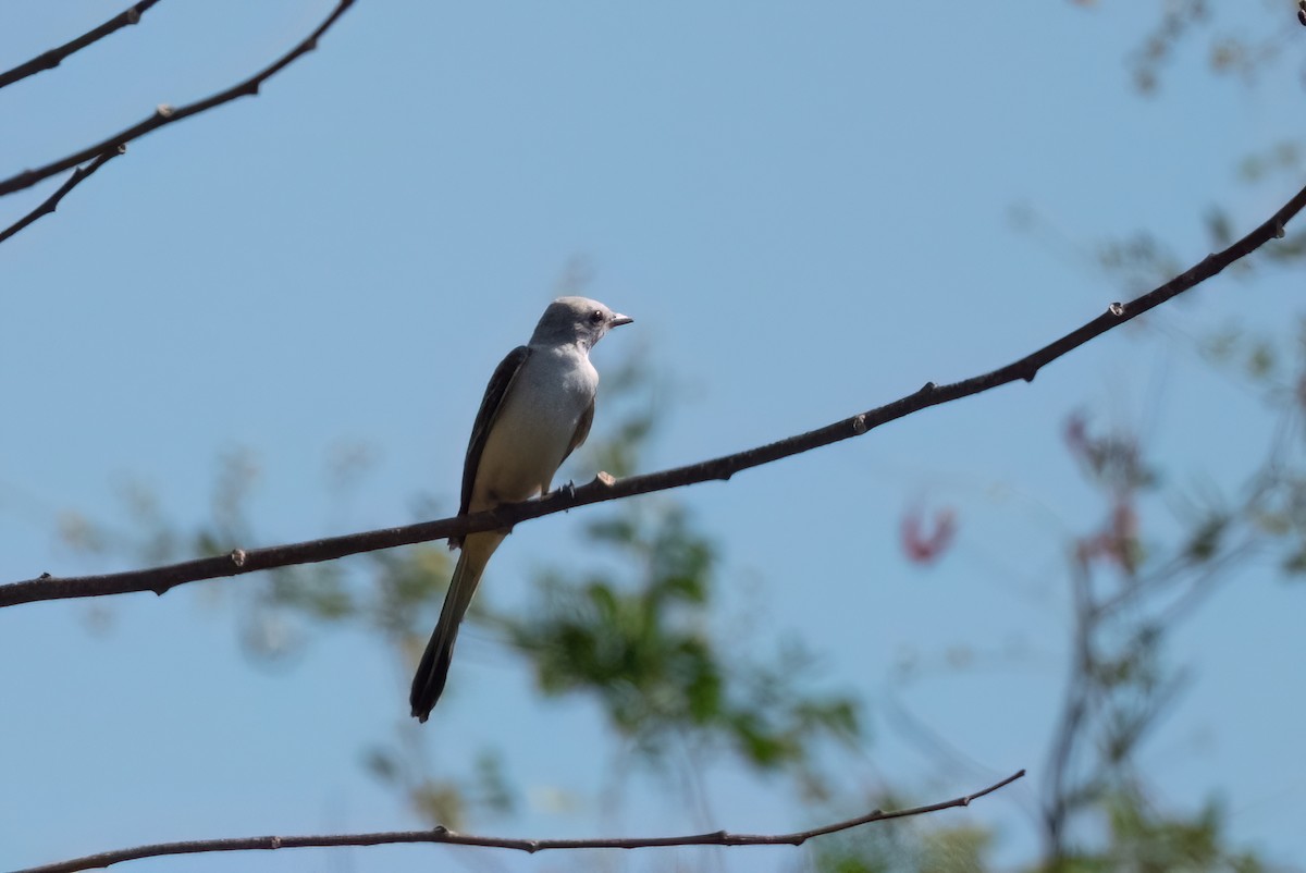 Scissor-tailed Flycatcher - ML615074211