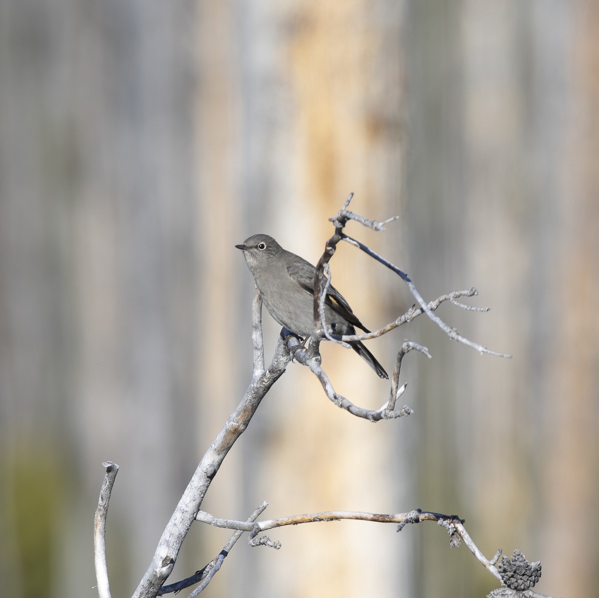 Townsend's Solitaire - ML615074215