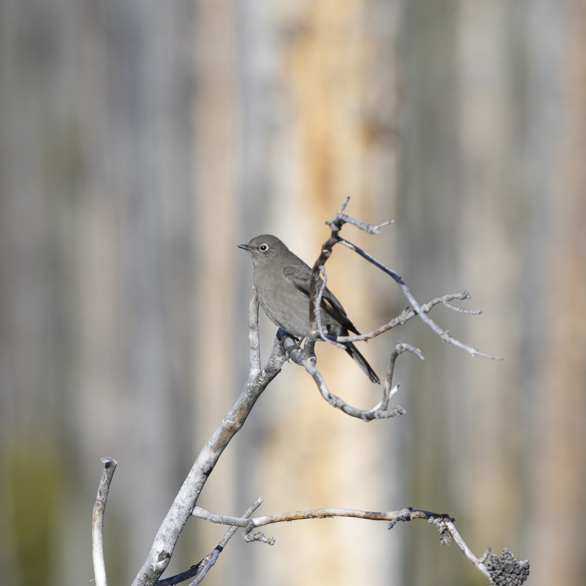 Townsend's Solitaire - ML615074216