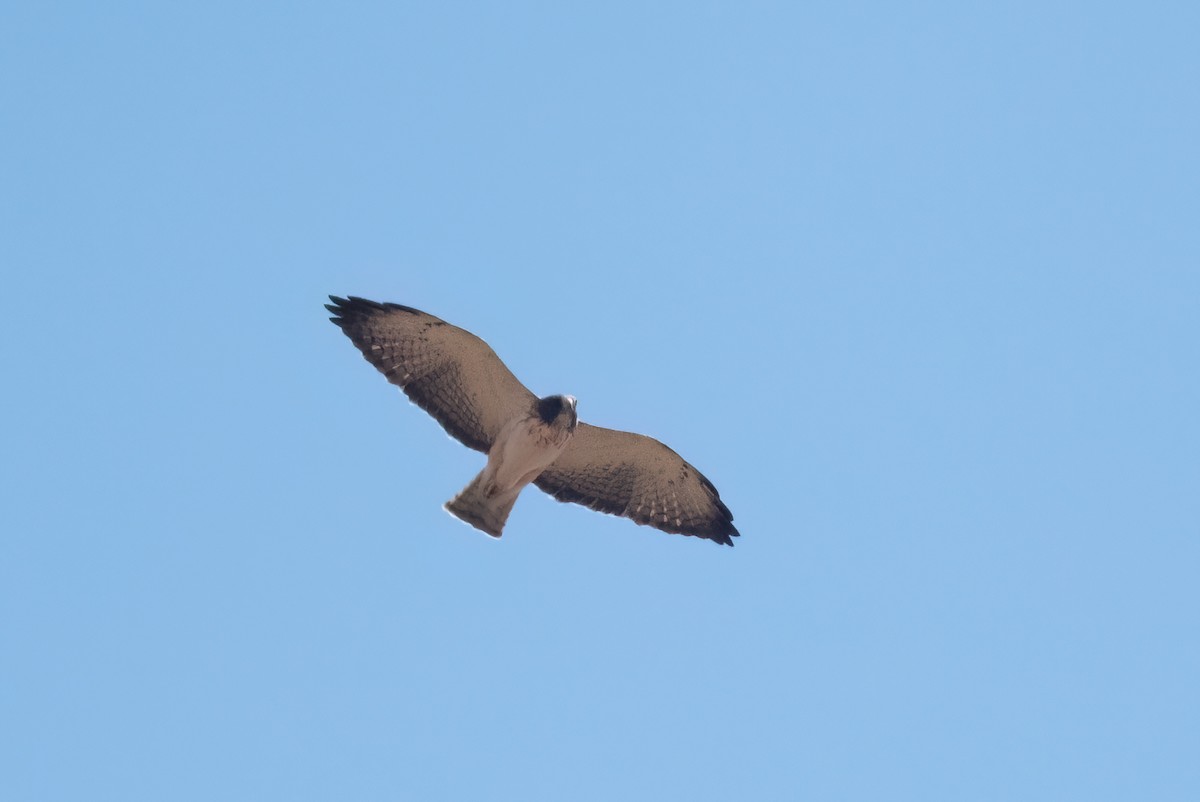 Short-tailed Hawk - ML615074222