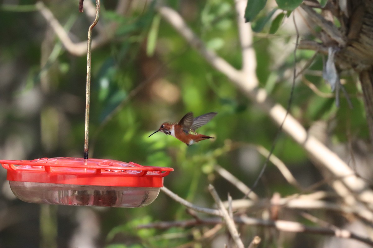 Allen's Hummingbird - ML615074225