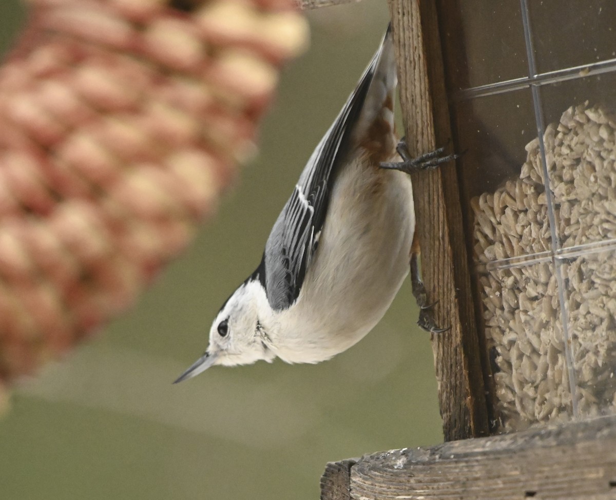 White-breasted Nuthatch - ML615074257