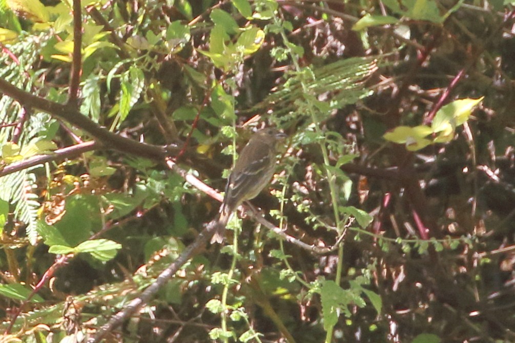 Common Rosefinch - ML615074258