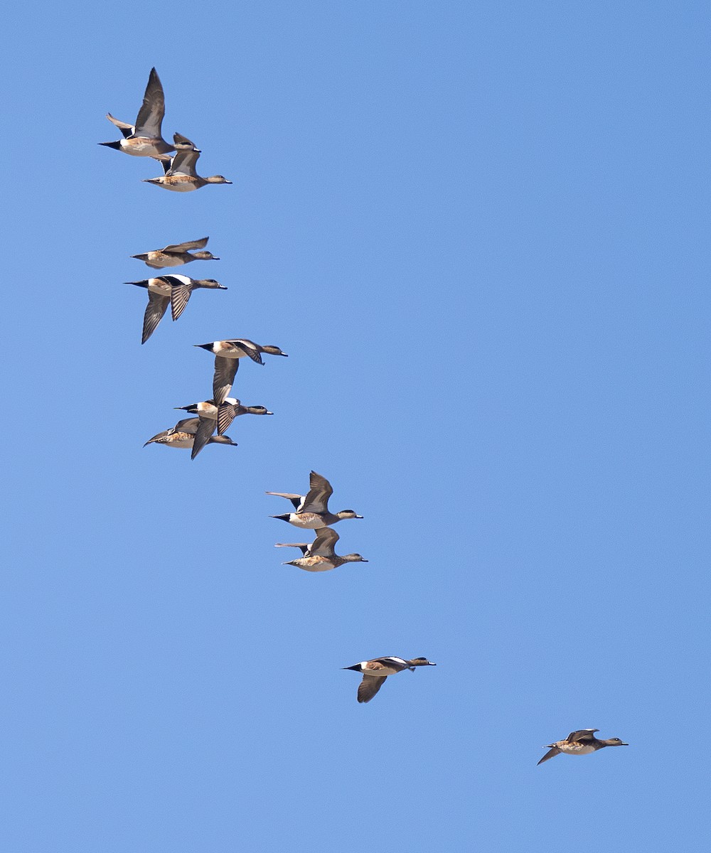 American Wigeon - ML615074270