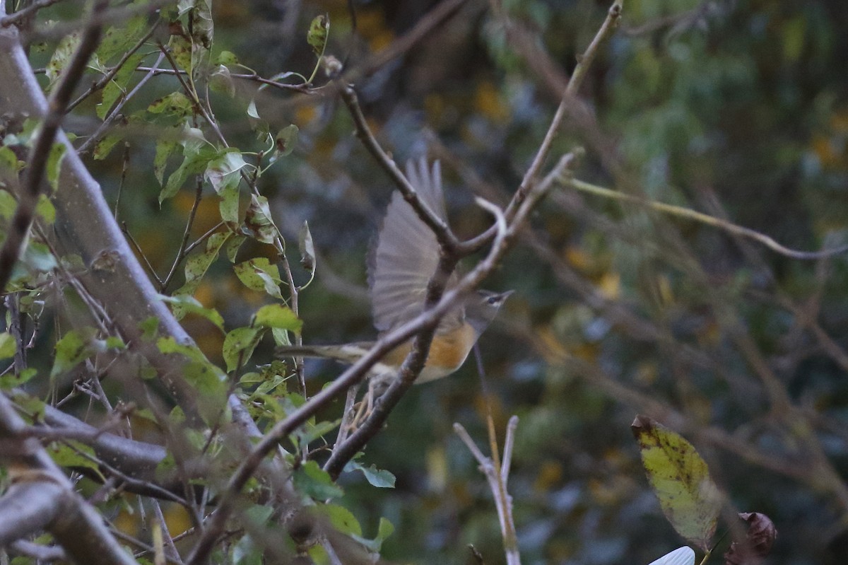 Eyebrowed Thrush - ML615074281