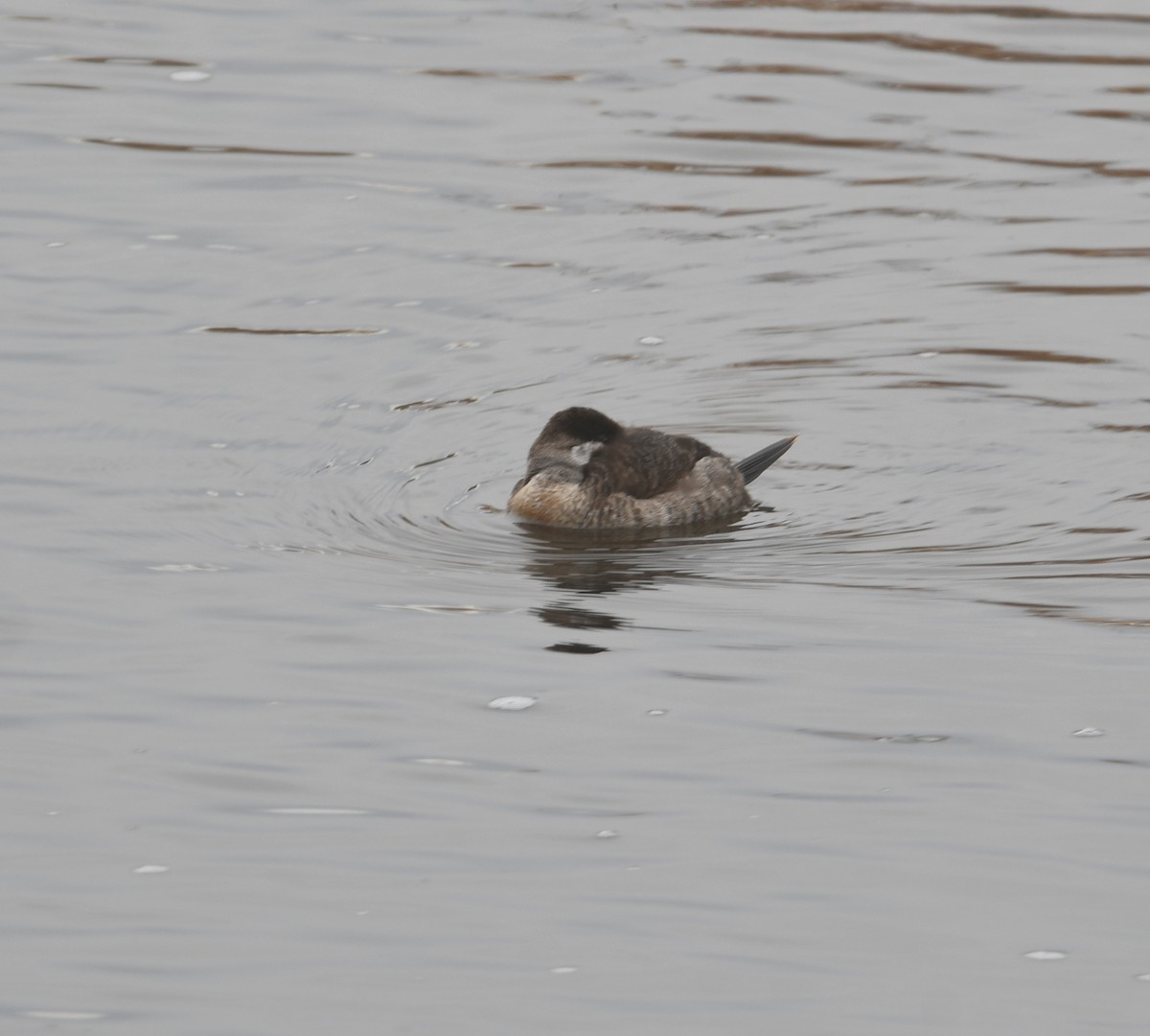 Ruddy Duck - ML615074293