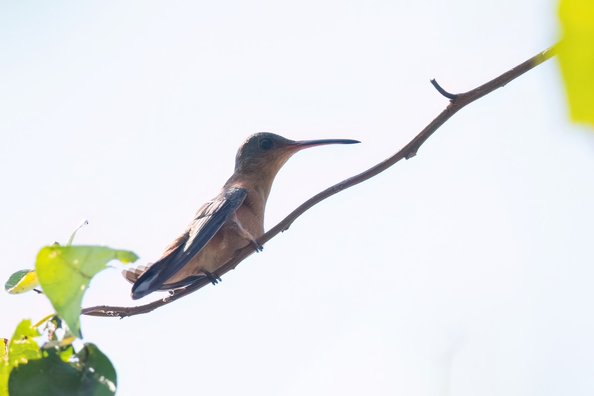 Cinnamon Hummingbird - ML615074297