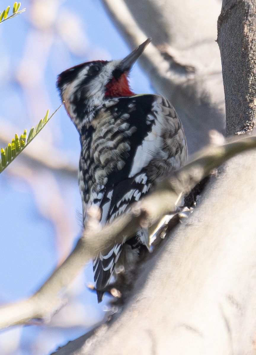 Yellow-bellied x Red-naped Sapsucker (hybrid) - ML615074301