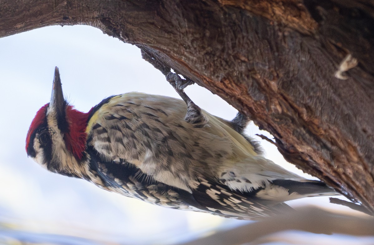 Yellow-bellied x Red-naped Sapsucker (hybrid) - ML615074302