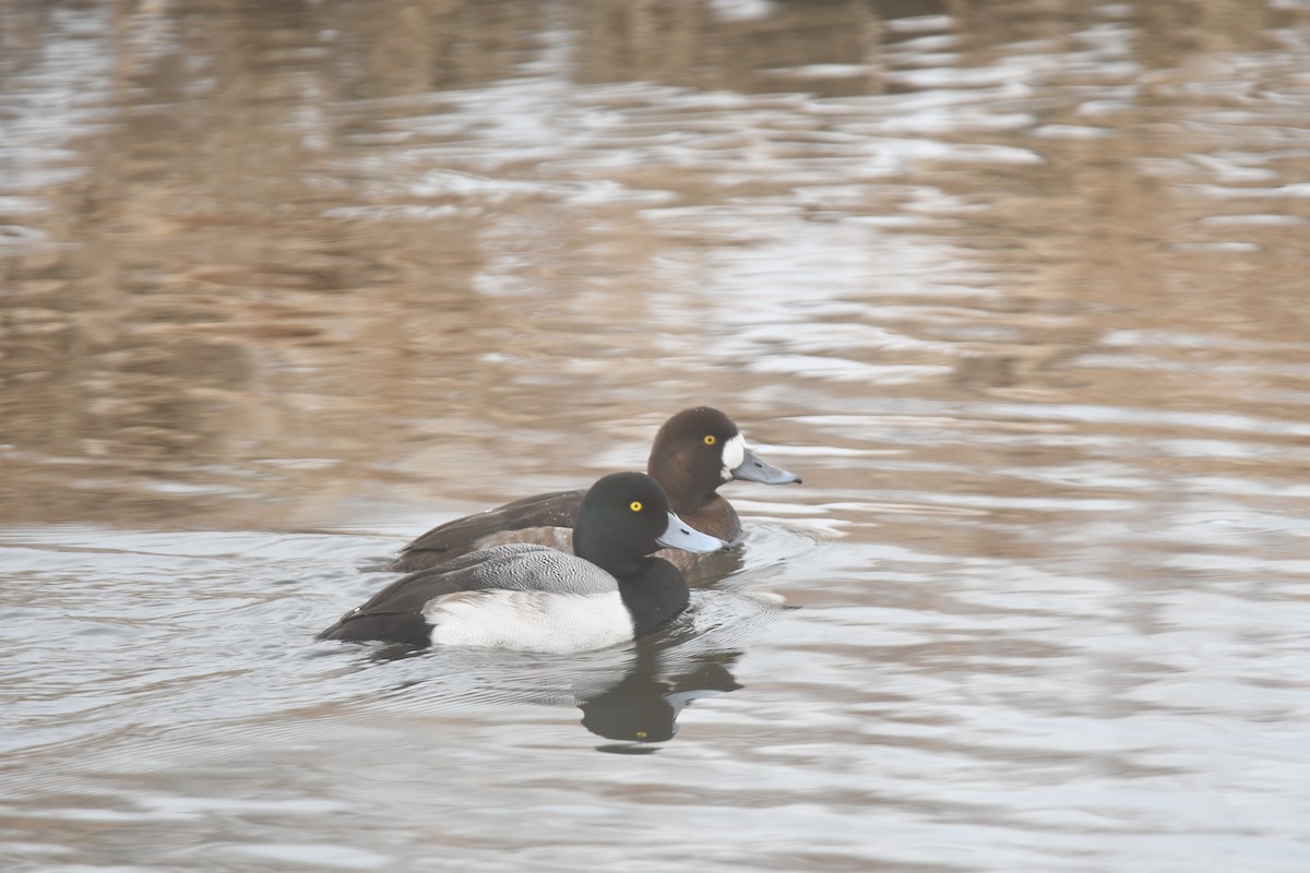 Greater Scaup - ML615074316