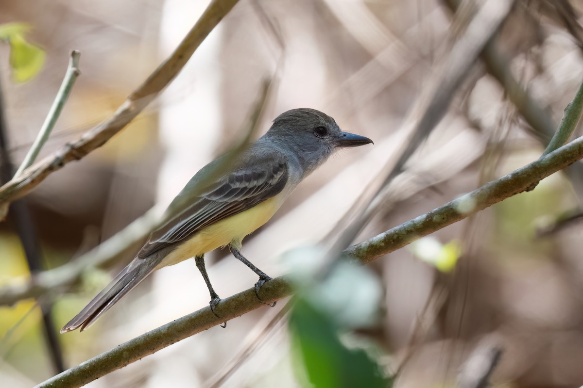 Brown-crested Flycatcher - ML615074321