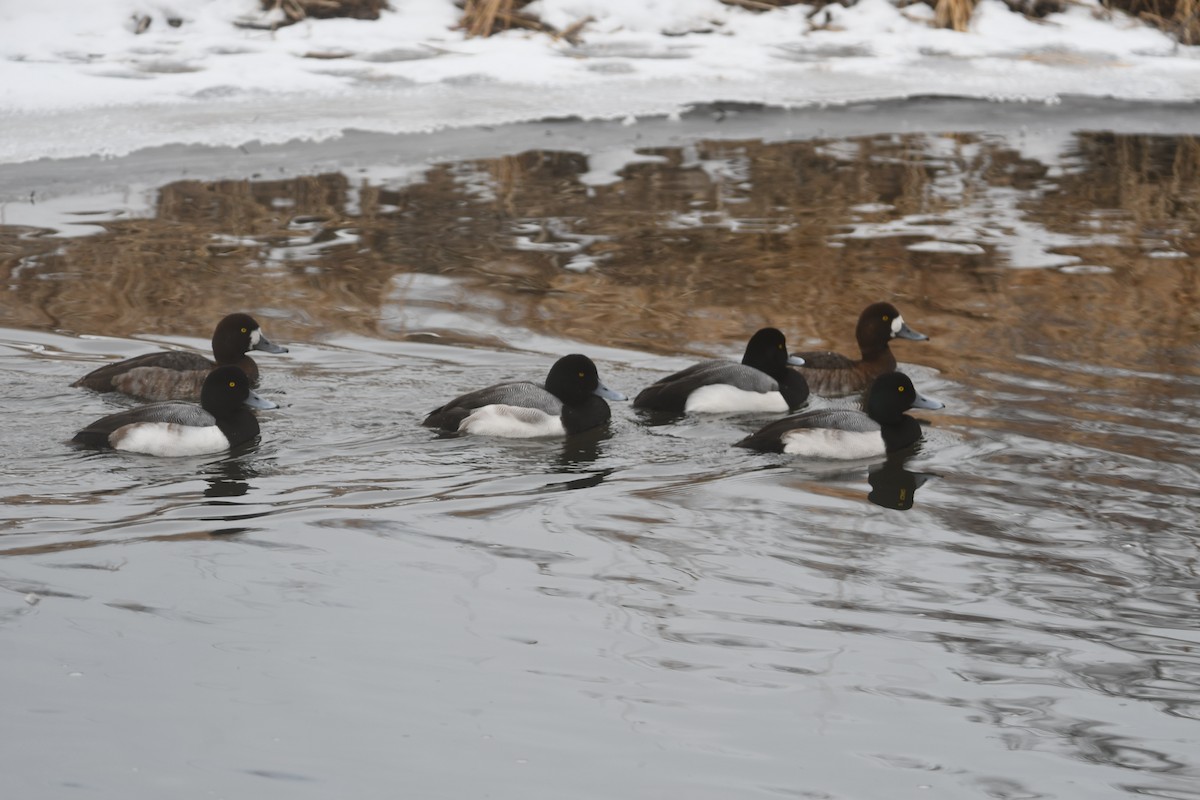 Greater Scaup - ML615074322