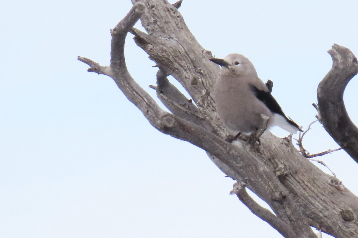 Clark's Nutcracker - ML615074365