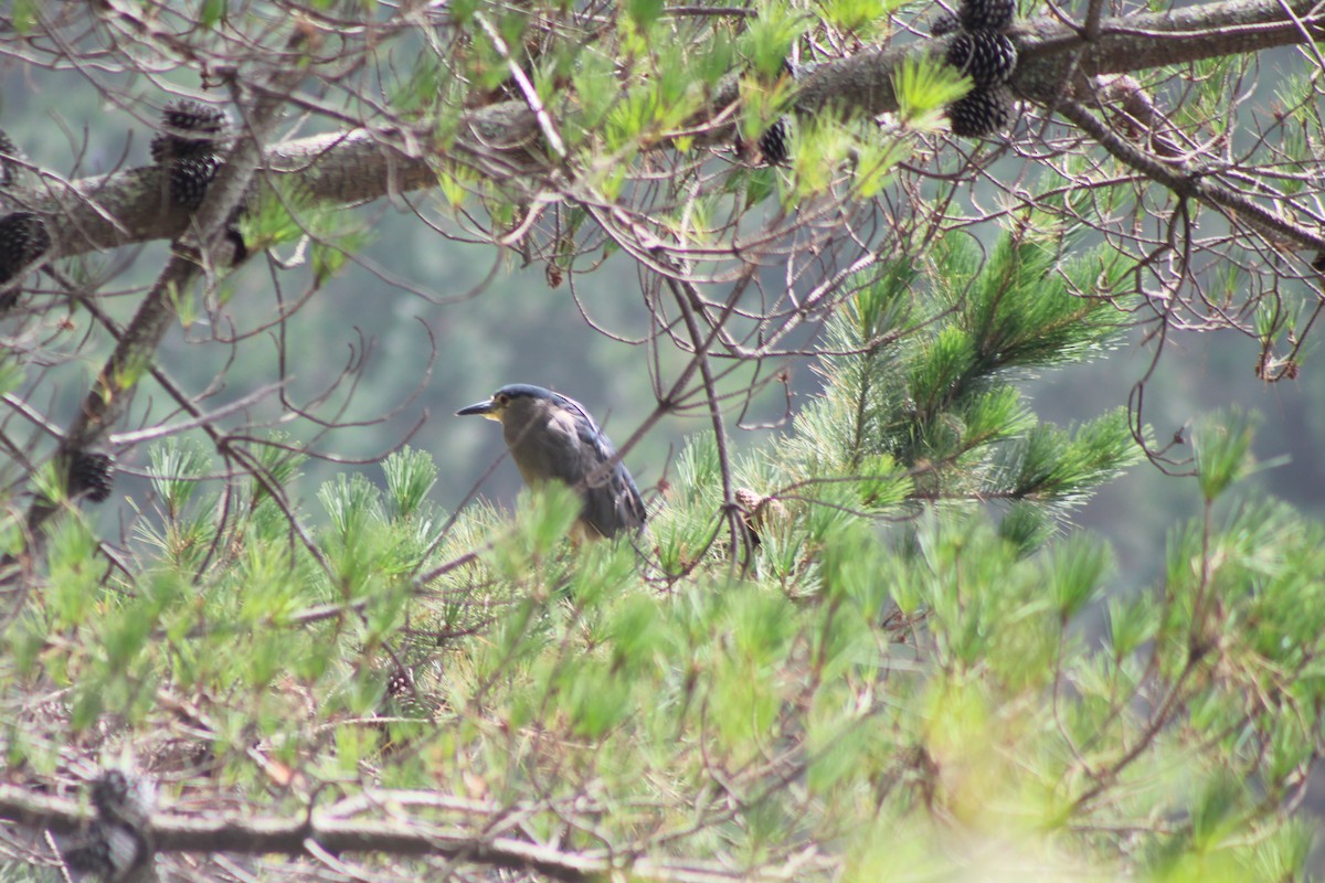 Black-crowned Night Heron - Andrea Ojeda Sepúlveda